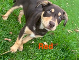 Red kelpie