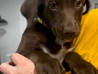 Red kelpie