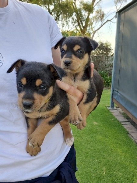 Sheep Dogs for Sale