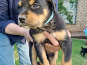 Sheep Dogs for Sale
