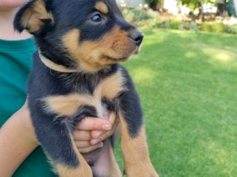 Sheep Dogs for Sale