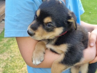 Sheep Dogs for Sale