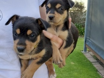 Sheep Dogs for Sale