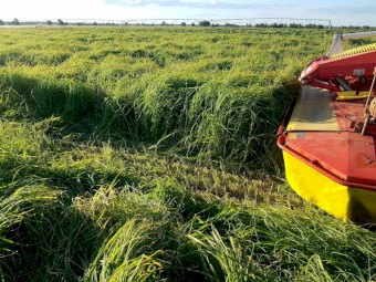 Large square Rhodes grass Hay