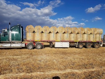 Forage barley 4x4 round bales