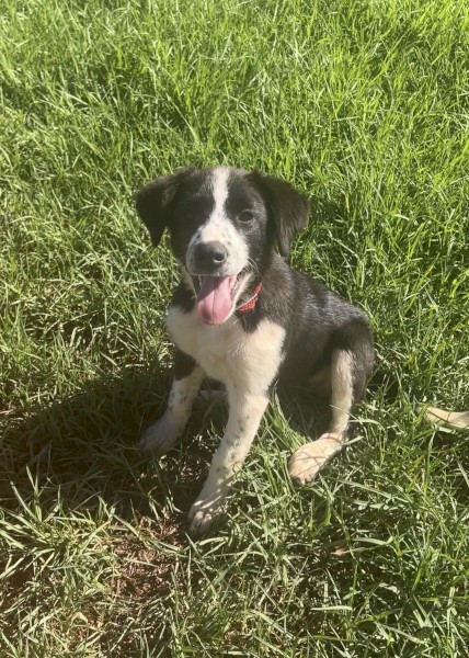 Border collie x 