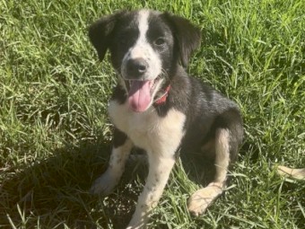 Border collie x 