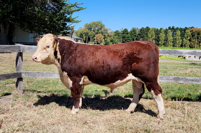 Poll Hereford Bulls
