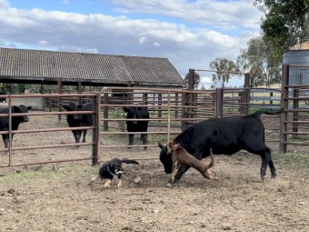 Kelpie Pups