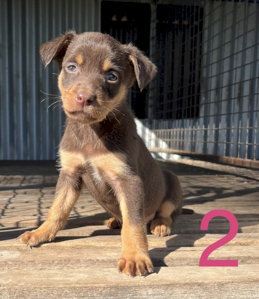 Kelpie Pups