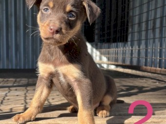 Kelpie Pups