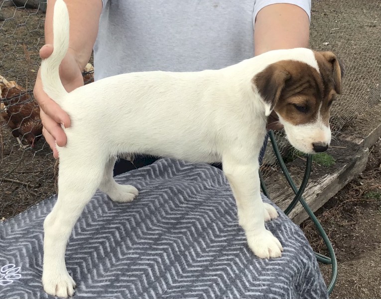 Parson Type Jack Russell Terrier Pup