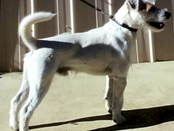 Parson Type Jack Russell Terrier Pup