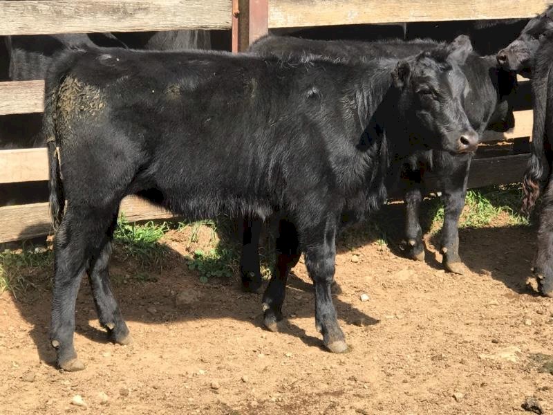12 mixed sex Angus weaners