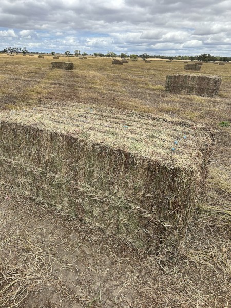 Vetch and Burr Medic Mix Hay 8x4x3 Bales (New Season 22/23)