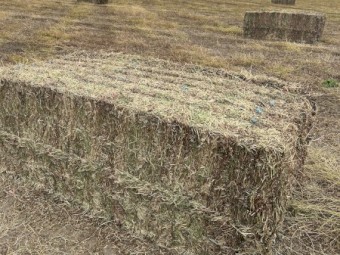 Vetch and Burr Medic Mix Hay 8x4x3 Bales (New Season 22/23)