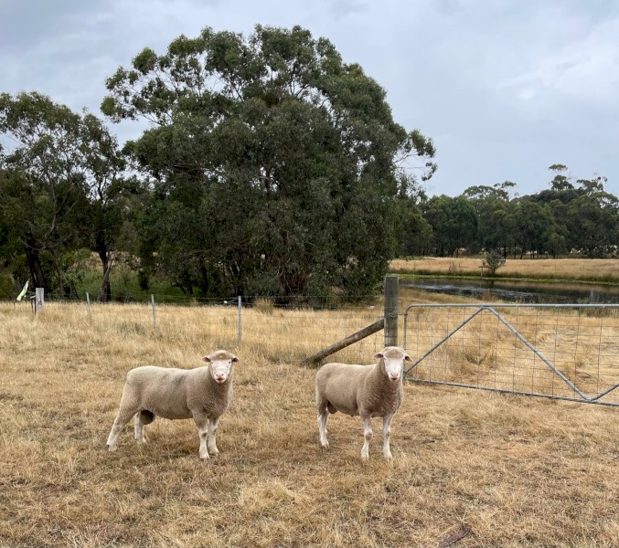 Poll Dorset - Ewes and Rams
