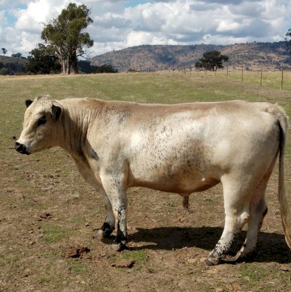 Speckle Park Bull