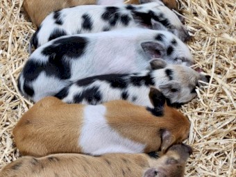 Piglets mixed small breed