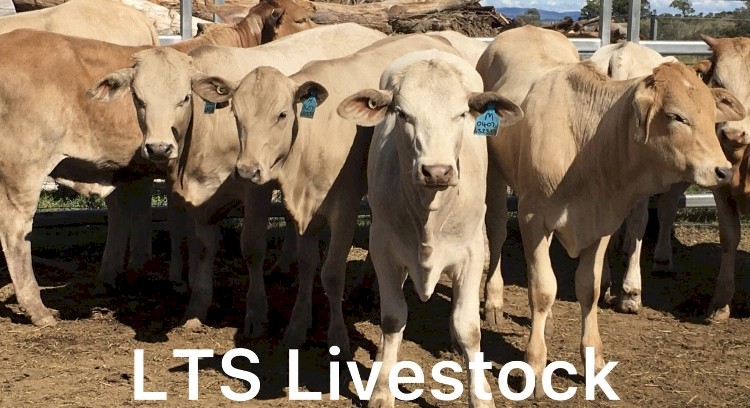18 Quality Charbray Heifers