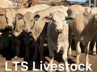18 Quality Charbray Heifers