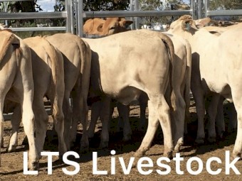 18 Quality Charbray Heifers