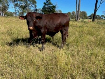 18 month old Santa Bull
