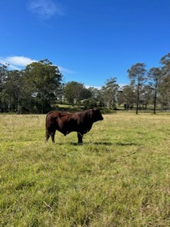 2 year old Santa bull 