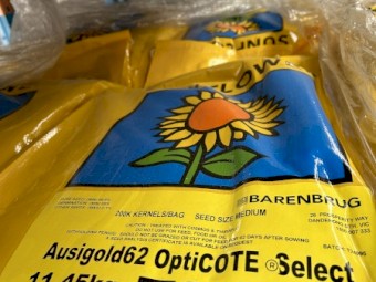 Ausigold 62 Sunflower Seed 
