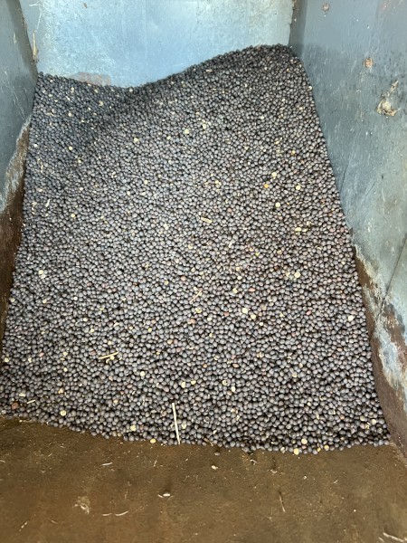 Vetch seed