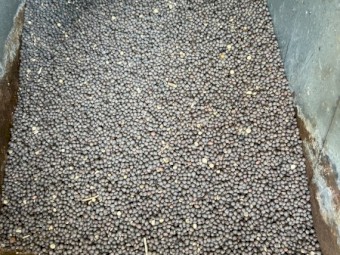 Vetch seed