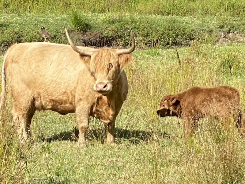 Scottish Highland Bull Calf