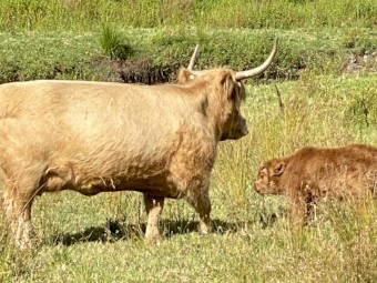 Scottish Highland Bull Calf