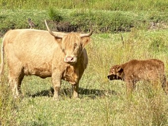 Scottish Highland Bull Calf