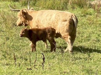 Scottish Highland Bull Calf