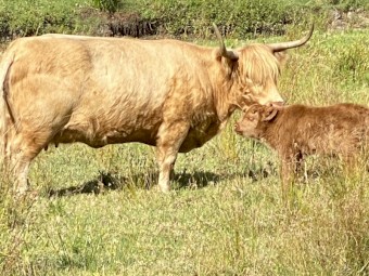 Scottish Highland Bull Calf