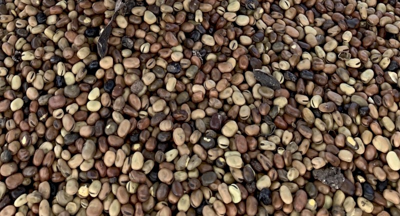 2021 Mouldy Doza Faba Beans