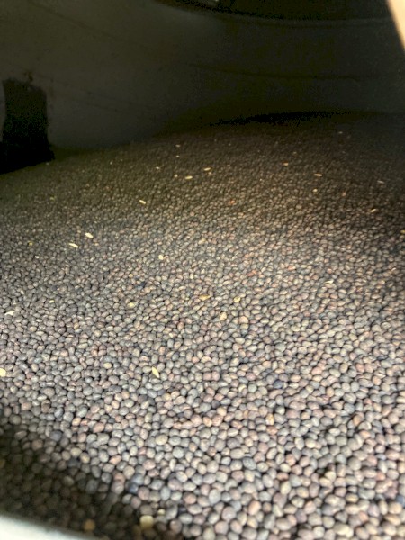Popany Vetch