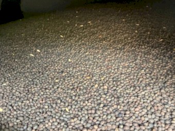 Popany Vetch