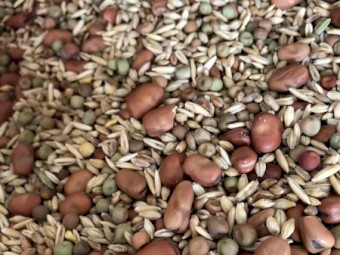 Cover Crop Seed