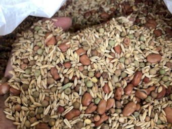 Cover Crop Seed