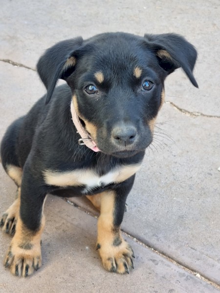 Pure bred Kelpies