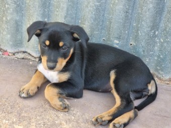Pure bred Kelpies