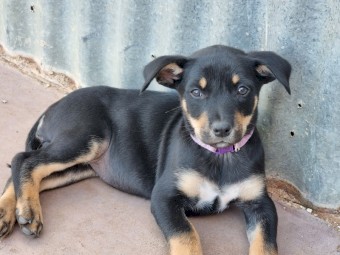 Pure bred Kelpies