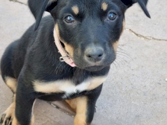 Pure bred Kelpies