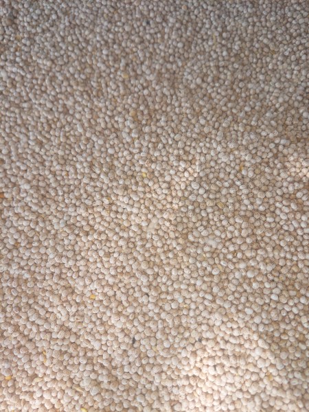 Coyote Lupins