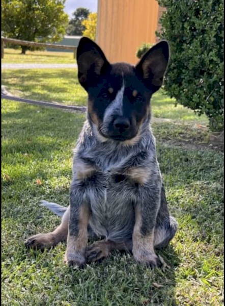 Female Blue Heeler Puppy