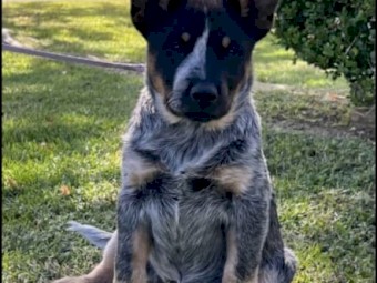 Female Blue Heeler Puppy