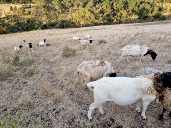 Black Head Dorper Ewes x 20