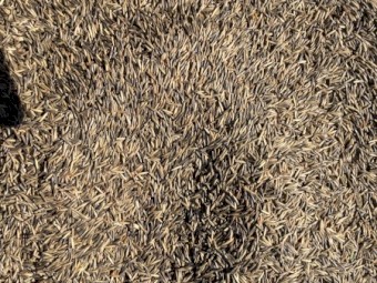 Saia Oats 